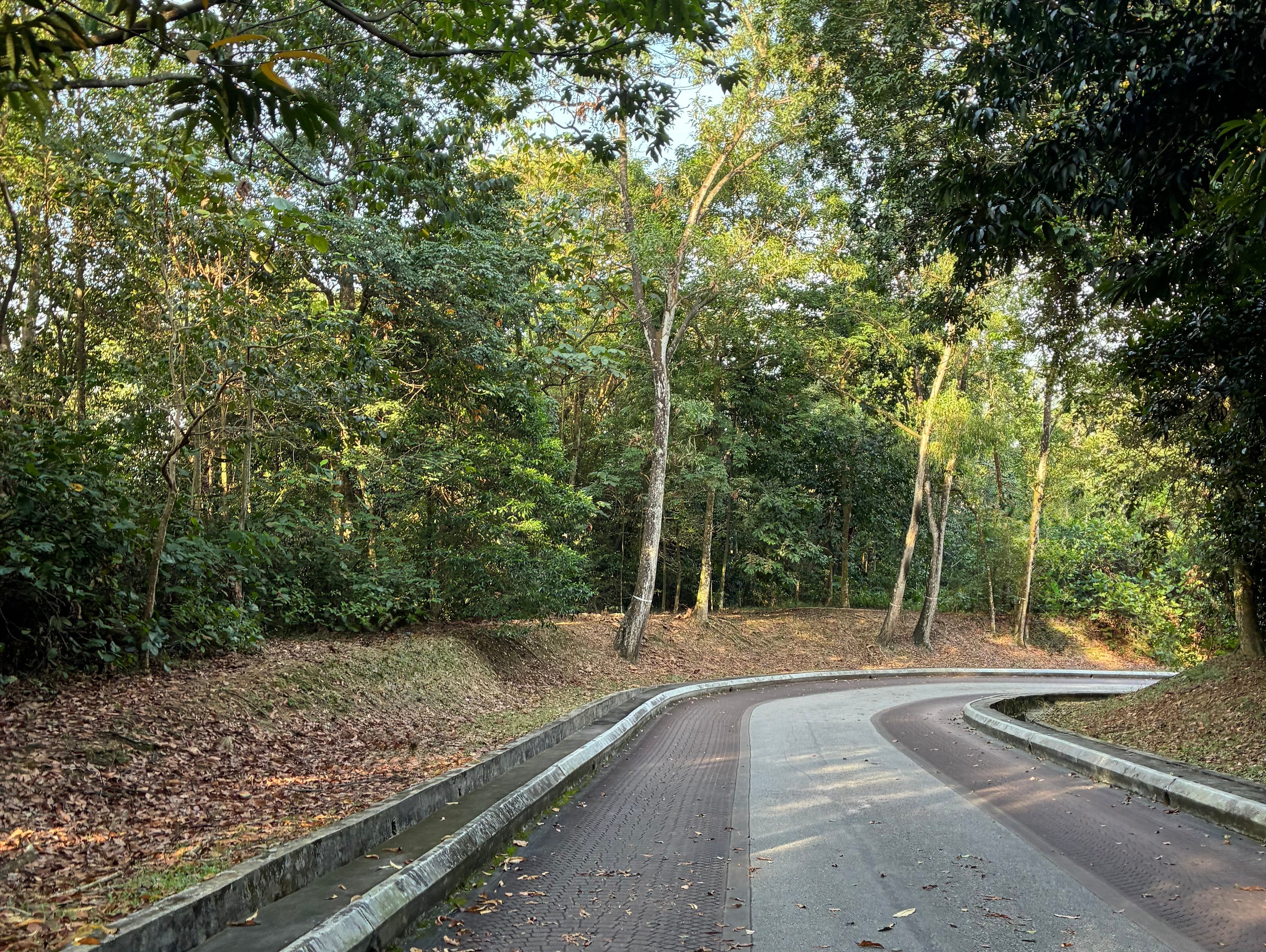 A minimalist curved forest path symbolizing an authentic lifestyle and presence — natural inspiration for slow fashion and simplicity.