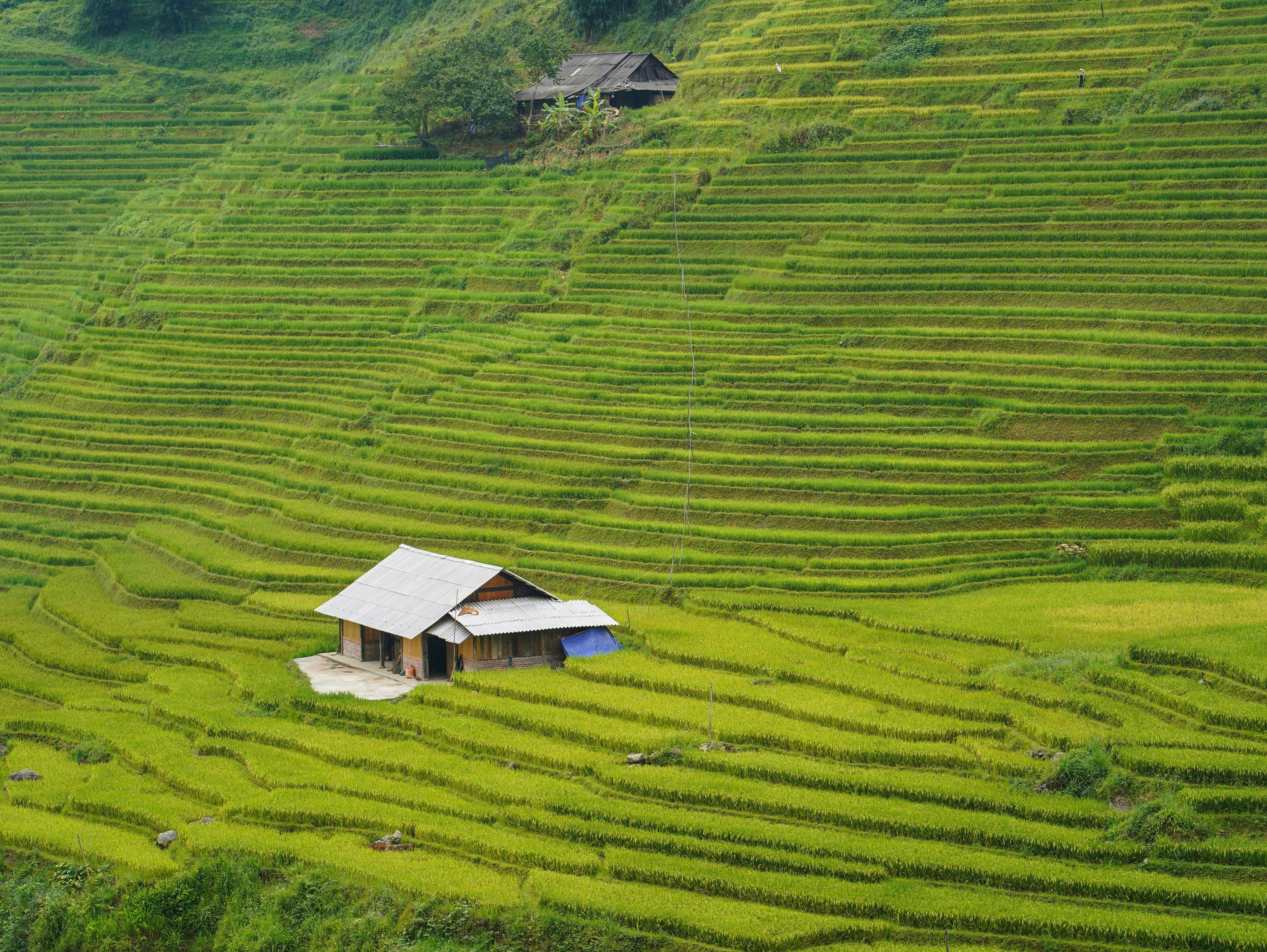 A house on terraced rice fields in Sapa, Vietnam before harvest season.