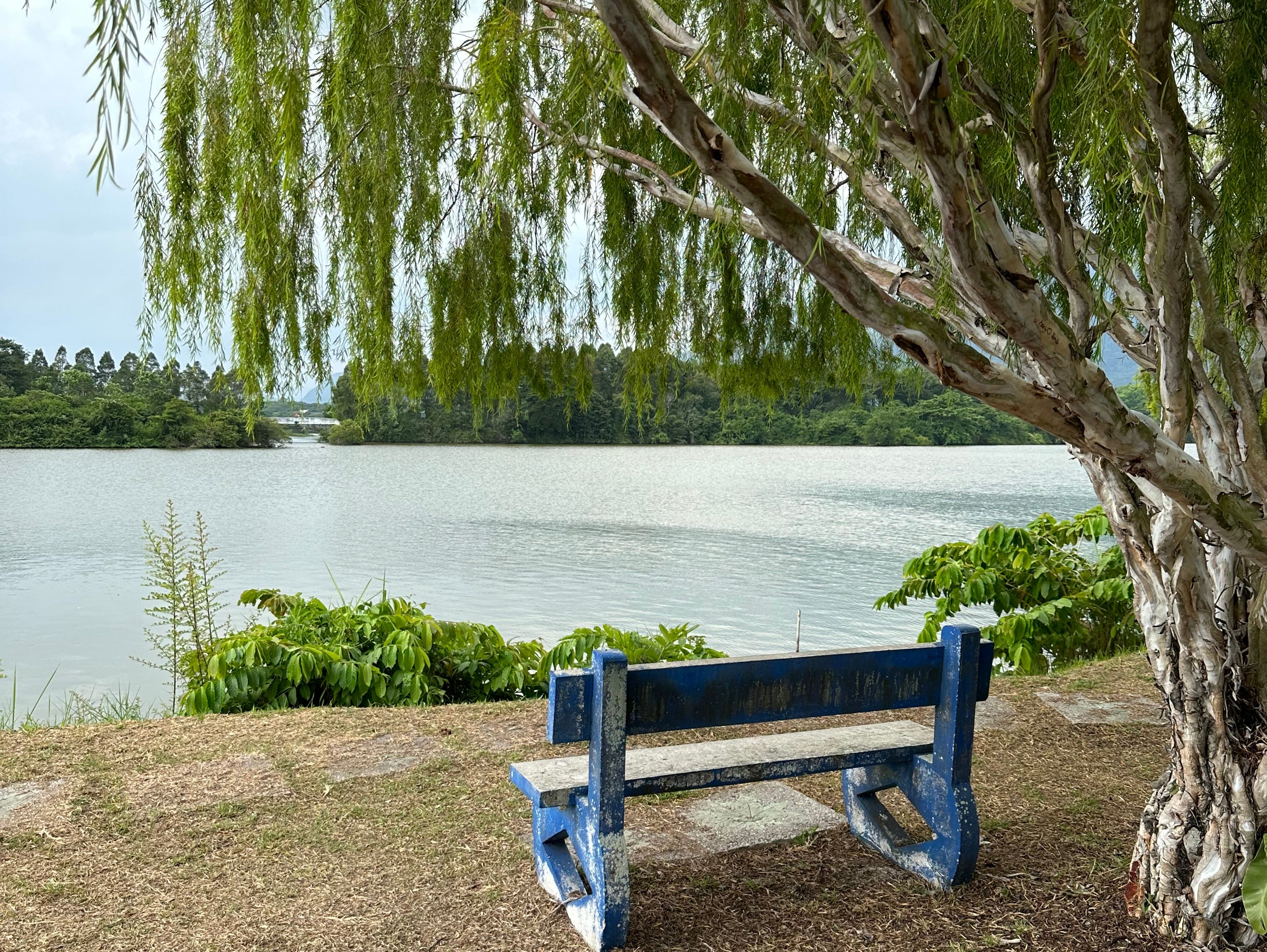 A simple blue bench under a leafy tree overlooking a calm lake, offering a tranquil spot for quiet contemplation and being present.