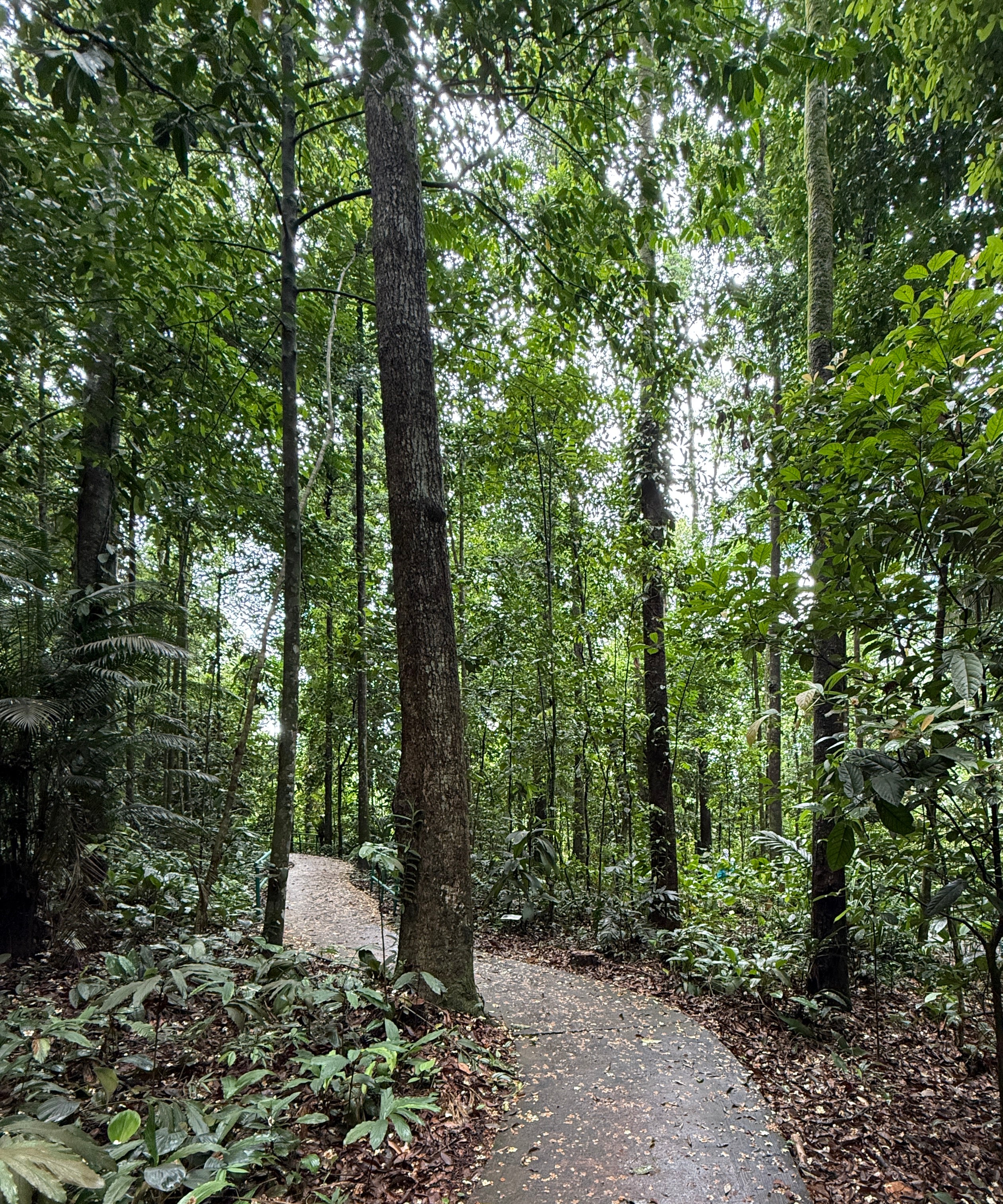 A serene, winding path through a dense tropical rainforest for forest bathing, inviting a mindful escape into nature.