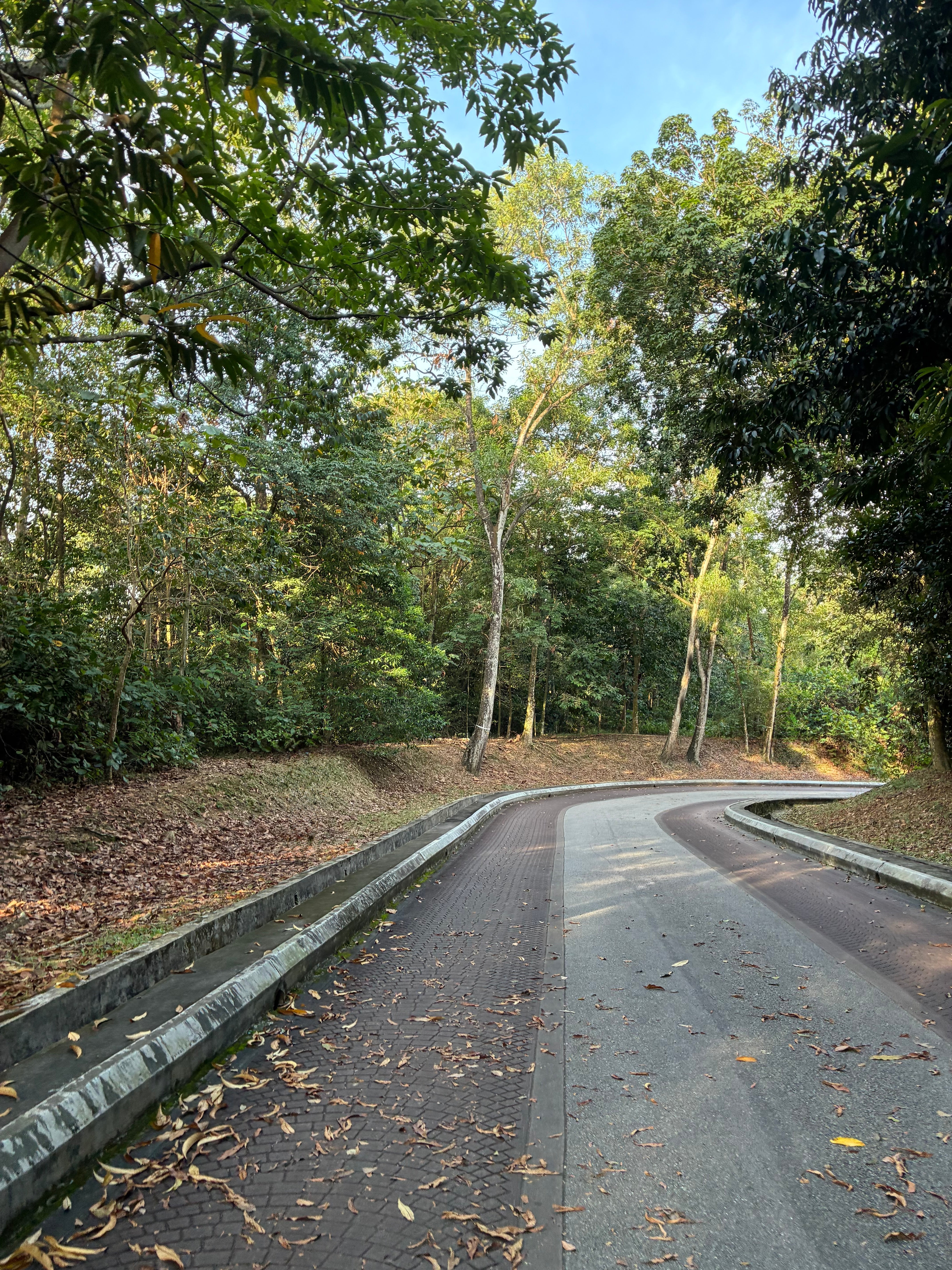 A minimalist curved forest path symbolizing an authentic lifestyle and presence — natural inspiration for slow fashion and simplicity.