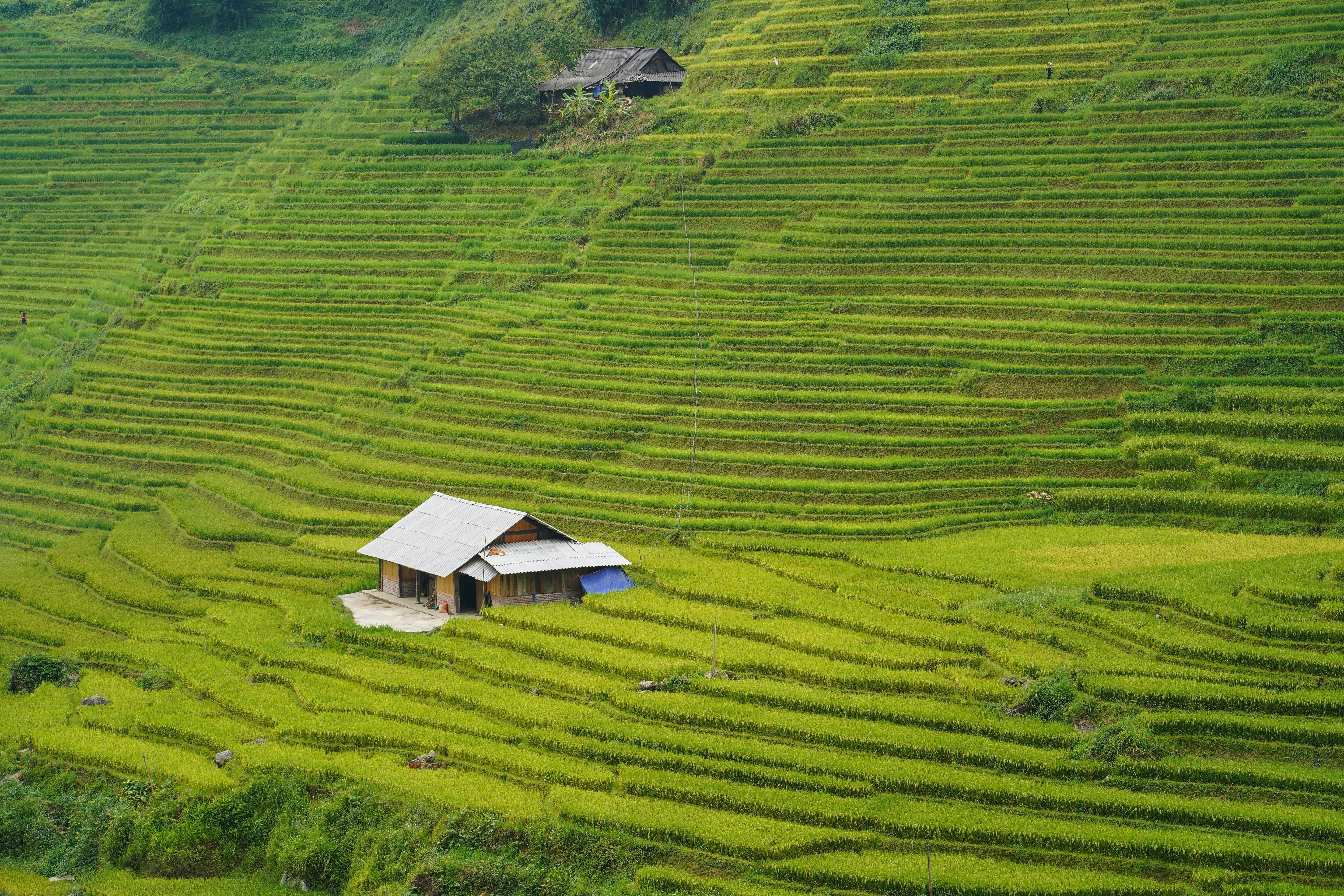 A house on terraced rice fields in Sapa, Vietnam before harvest season.