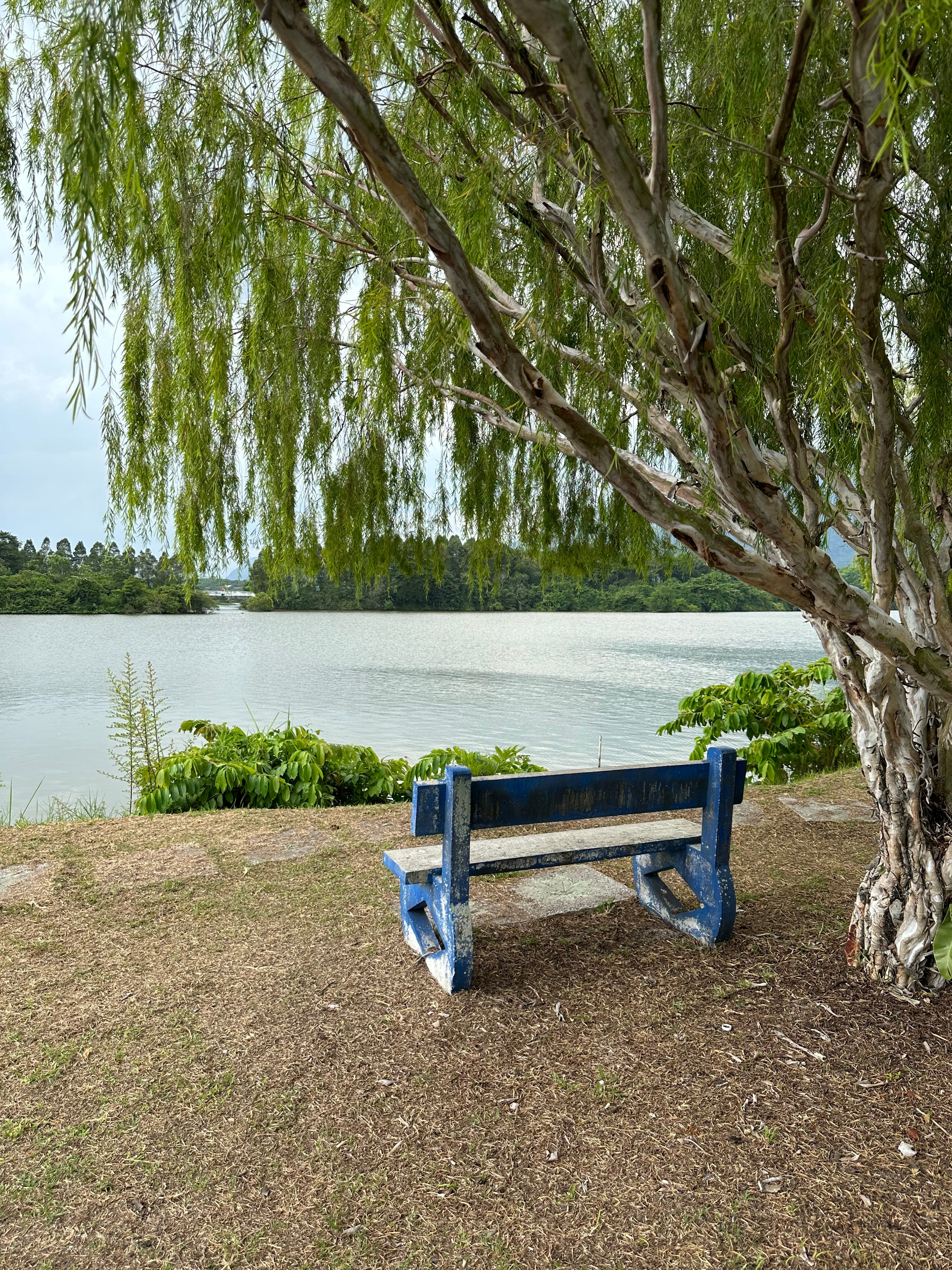 A simple blue bench under a leafy tree overlooking a calm lake, offering a tranquil spot for quiet contemplation and being present.