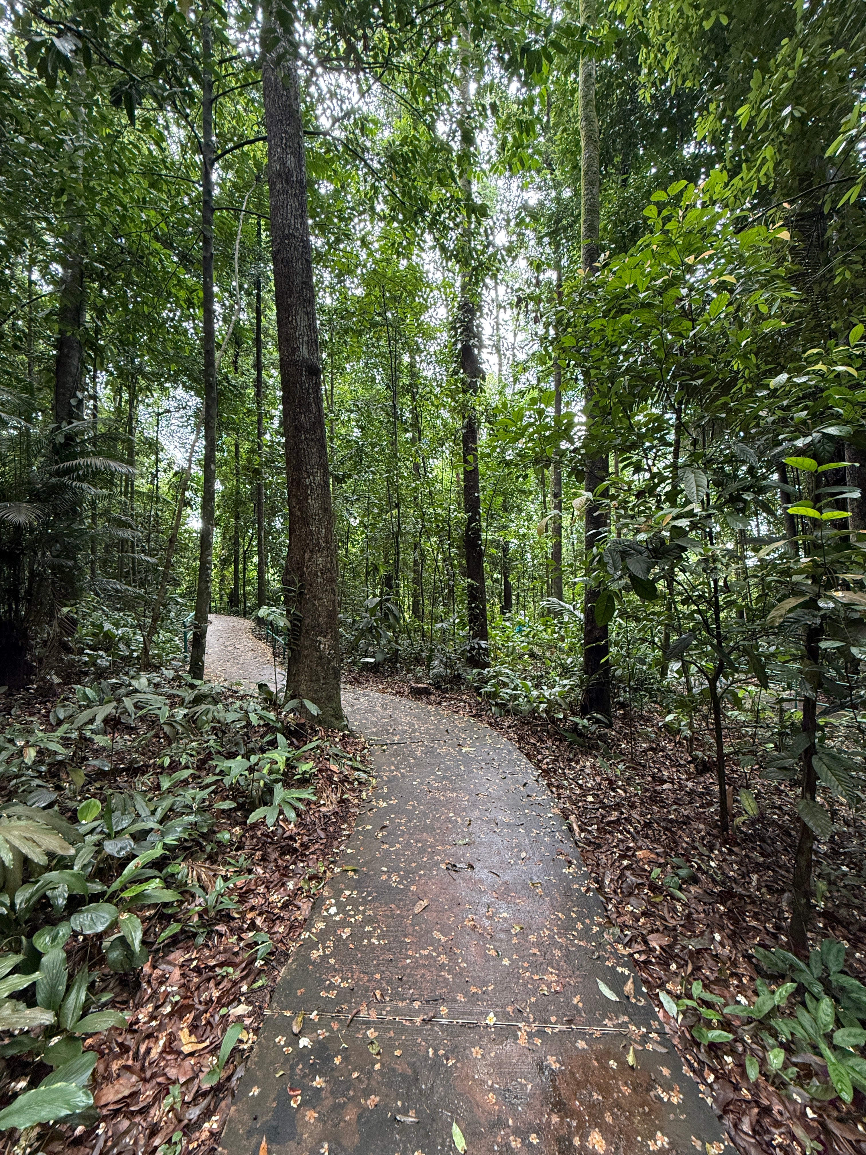 A serene, winding path through a dense tropical rainforest for forest bathing, inviting a mindful escape into nature.